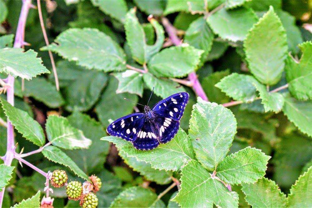 The Moment I Fell In Love With A Indigo Butterfly Saturday Indigo — Steemit